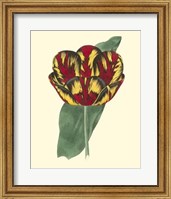 Antique Tulip III Fine Art Print