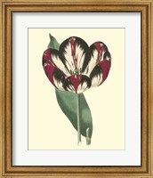 Antique Tulip IV Fine Art Print