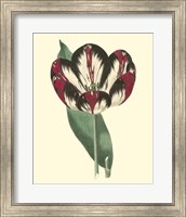 Antique Tulip IV Fine Art Print