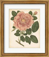 Antique Rose I Fine Art Print