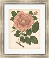 Antique Rose I Fine Art Print