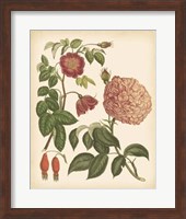 Antique Rose IV Fine Art Print