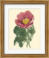 Blushing Peony I Fine Art Print