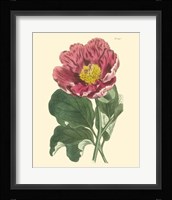 Blushing Peony I Fine Art Print