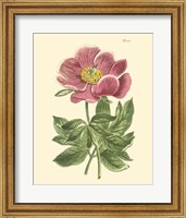 Blushing Peony II Fine Art Print