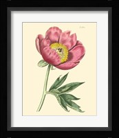 Blushing Peony III Fine Art Print