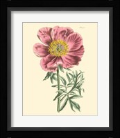 Blushing Peony IV Fine Art Print