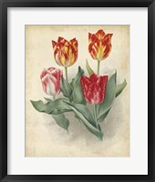Tulip Florilegium Fine Art Print