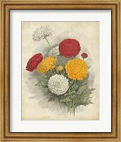 Ranunculus Florilegium I Fine Art Print