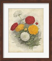 Ranunculus Florilegium I Fine Art Print