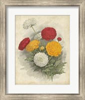 Ranunculus Florilegium I Fine Art Print