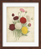 Ranunculus Florilegium II Fine Art Print