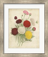Ranunculus Florilegium II Fine Art Print