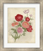 Anemone Florilegium Fine Art Print