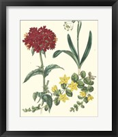 Gardener's Delight VIII Fine Art Print