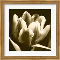 Sepia Tulip I Fine Art Print