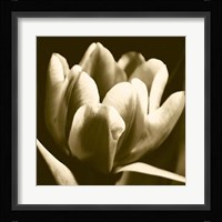 Sepia Tulip I Fine Art Print