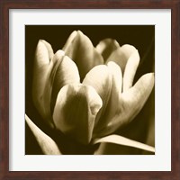 Sepia Tulip I Fine Art Print