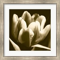 Sepia Tulip I Fine Art Print