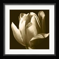 Sepia Tulip II Fine Art Print