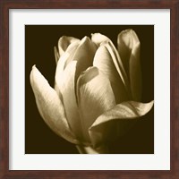 Sepia Tulip II Fine Art Print
