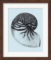 Shells on Aqua II Fine Art Print