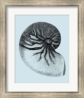 Shells on Aqua II Fine Art Print