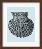 Shells on Aqua III Fine Art Print