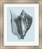 Shells on Aqua IV Fine Art Print