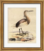 Antique Heron I Fine Art Print