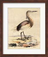 Antique Heron I Fine Art Print