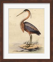 Antique Heron II Fine Art Print