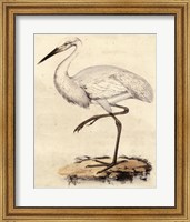 Antique Heron III Fine Art Print