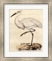 Antique Heron III Fine Art Print