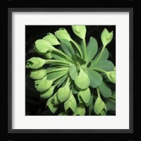 Succulence I Framed Print