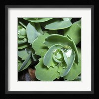 Succulence II Framed Print