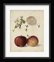 Harvest Apples I Fine Art Print
