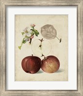 Harvest Apples I Fine Art Print