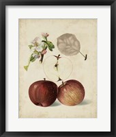 Harvest Apples I Fine Art Print
