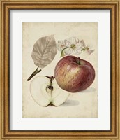 Harvest Apples II Fine Art Print