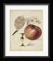 Harvest Apples II Framed Print