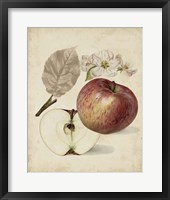 Harvest Apples II Fine Art Print