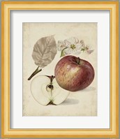 Harvest Apples II Fine Art Print