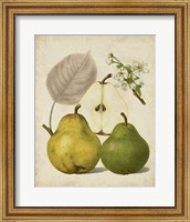 Harvest Pears I Fine Art Print