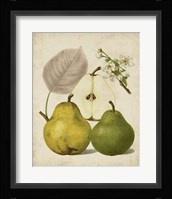Harvest Pears I Fine Art Print