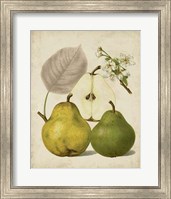 Harvest Pears I Fine Art Print