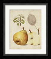 Harvest Pears II Fine Art Print