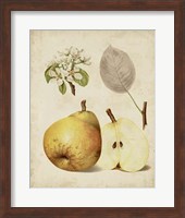 Harvest Pears II Fine Art Print