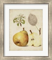 Harvest Pears II Fine Art Print