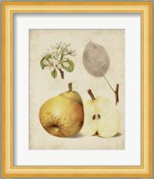 Harvest Pears II Fine Art Print